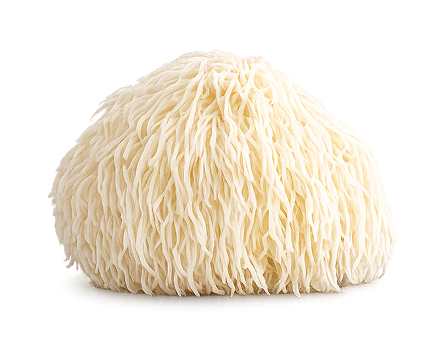 Lion's Mane mushroom